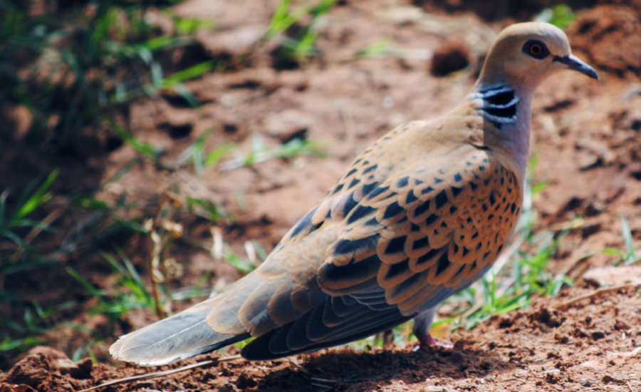 Half Day Tour at Aswan (Nubian Village with Watching Birds)