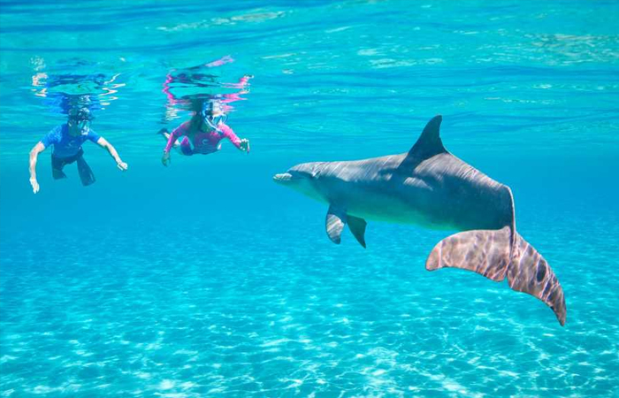 Sataya Dolphin Reef Tour photo