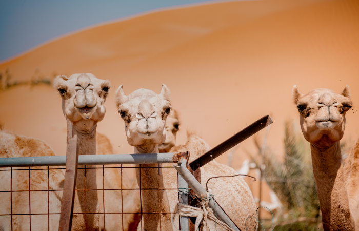 Dune Dinner Safari