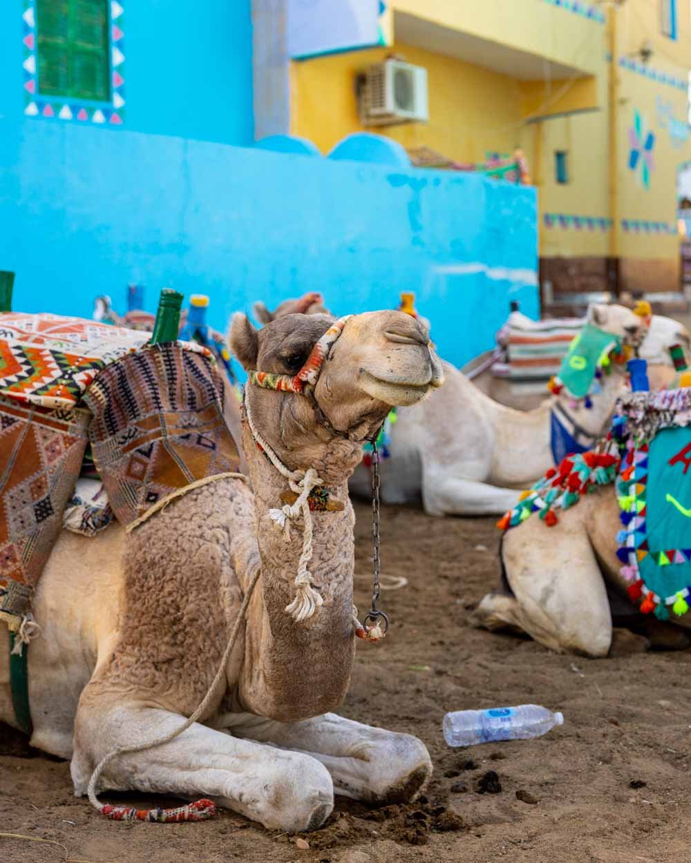 Aswan Camel Ride at Westbank