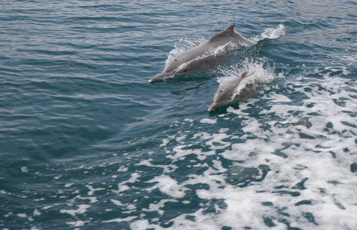 Musandam Khasab Cruise