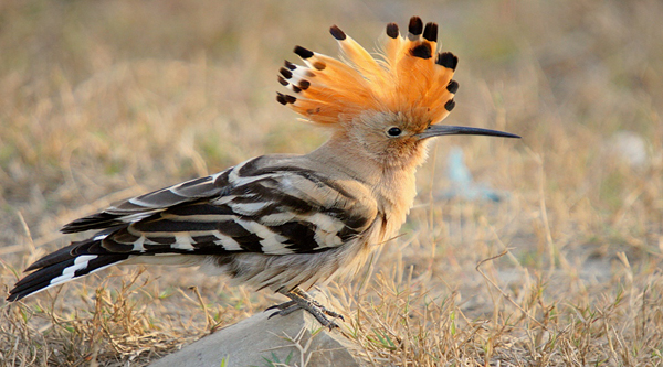 Half Day Tour at Aswan (Nubian Village with Watching Birds) photo