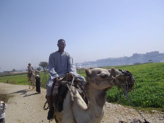 Camel, Horse, or Donkey Ride at Luxor West Bank